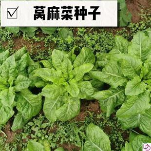 莴麻菜种子四季窝鸡菜种籽叶用莴苣曲麻菜种四川夏秋季生菜蔬菜籽