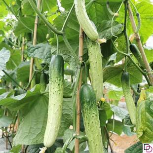 杂交甜脆王黄瓜种子老品种高产旱黄瓜种籽季春季夏季水果蔬菜种孑