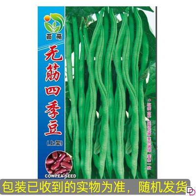 无筋架豆王种子四季豆特