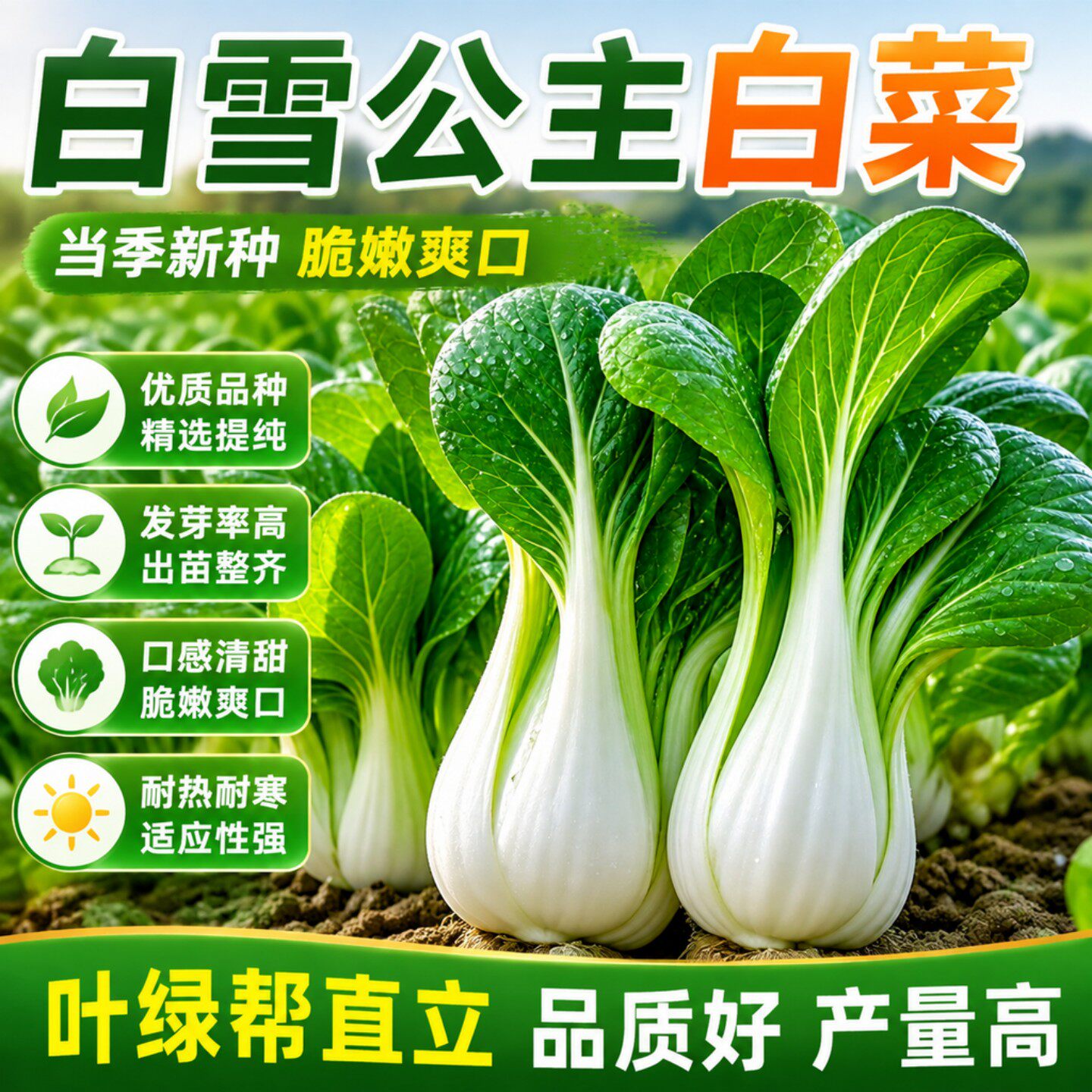 白雪公主矮脚白小白菜种子高产