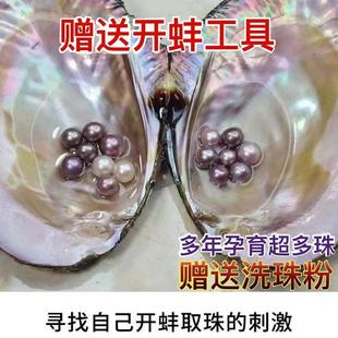 珍珠蚌天然淡水自己开蚌取珠爱迪生河蚌多珠活蚌取珠鲜活蚌直播间