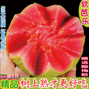 区芭｜广西软糯红心芭乐好吃当季 现摘新鲜水果高维C低糖脂番石榴