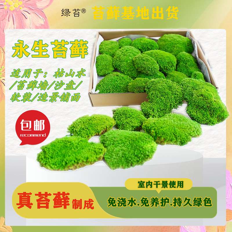 永生苔藓白发藓软化保湿柔软枯山水苔藓墙软装青苔自然免浇水
