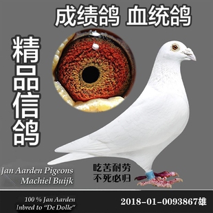 精品信鴿成績鴿血統鴿公棚鴿遲歸鴿名家大戶大鼻子種鴿幼鴿一對