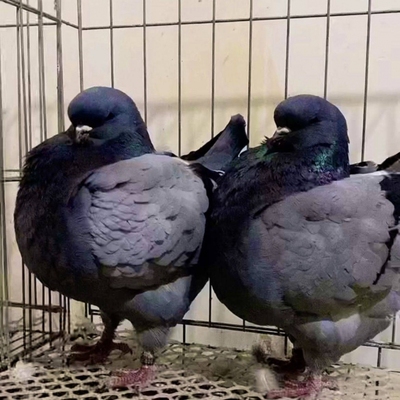 正宗元宝鸽一对巨型鸽子信鸽鸽肉