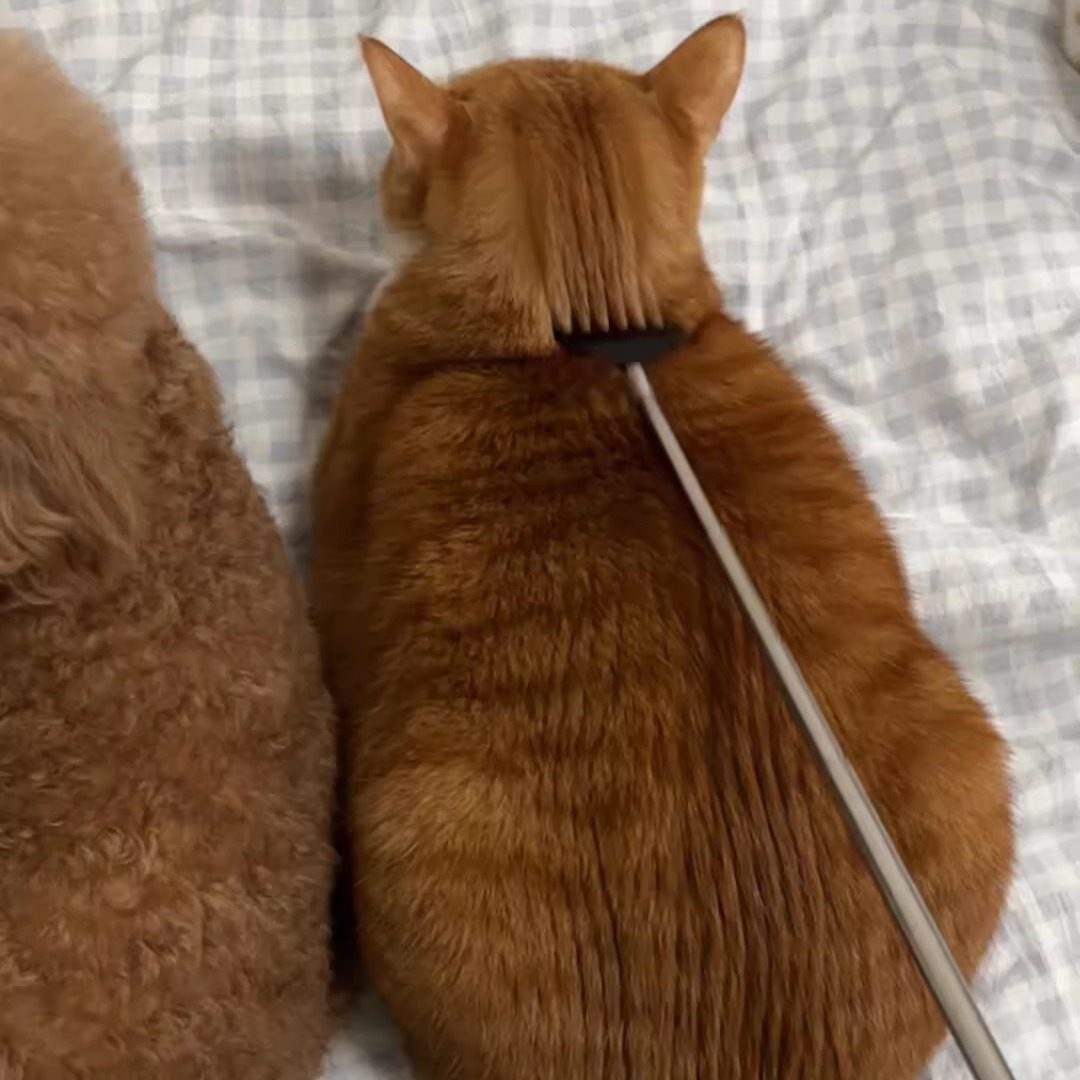 猫咪挠痒痒神器逗猫棒撸猫玩具梳子解闷按摩抓痒可伸缩梳子狗狗