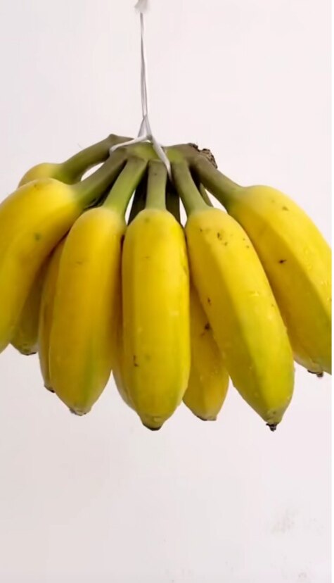 贵州粉蕉西贡蕉甜糯新鲜现摘现发3/5/9斤装青蕉发货包邮【现摘】