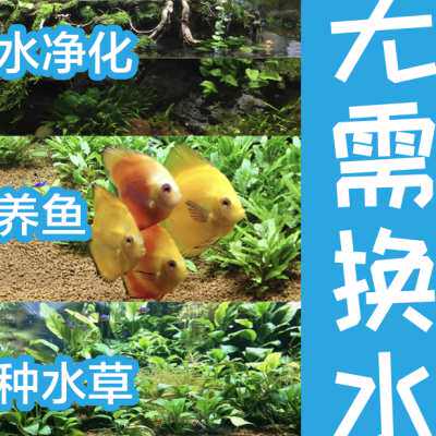 鱼缸过滤免换水 净水养鱼淡水鱼透水 火山泥造景底砂底泥净化水质