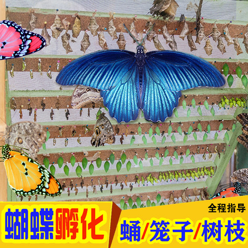 多品种蝴蝶的蛹可孵化破茧成蝶