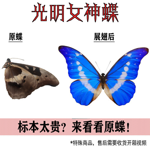 未展翅原蝶蝴蝶标本精品真蝴蝶