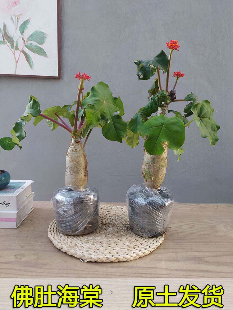 佛肚海棠盆栽大肚红花块根植物四季开花阳台庭院净化空气绿植花卉