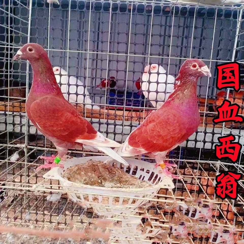 【国血西翁信鸽】种鸽血统鸽子活体公母一对青年幼鸽血统赛鸽包活