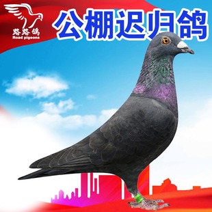 黑金剛吳淞血統(tǒng)信鴿種鴿公棚鴿詹森蓋比奶酪賽鴿千公里遲歸鴿一對