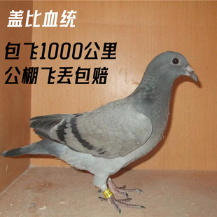 鸽子活一对血统信鸽种鸽幼鸽赛鸽公棚盖比血统原配种鸽黑金刚带环