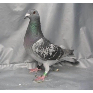鸽子活体可繁殖观赏信鸽幼鸽瓦灰雨点成年特散养肉鸽子可食用