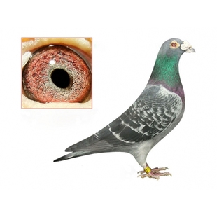 农村放养鸽子活体 宠物活鸽子包邮 信鸽 成绩鸽观赏鸽子天落鸽