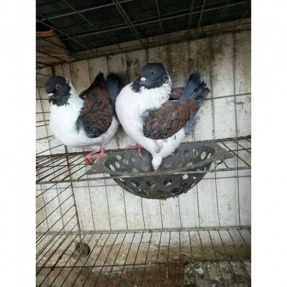 三色摩登那鸽子 观赏鸽种鸽摩登娜青年幼鸽活体肉鸽包活一对