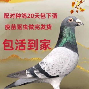 下蛋種鴿瓦灰雨點種鴿成績鴿天落遲歸鴿信鴿 成年深灰色鳥活體 包郵