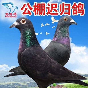黑金剛吳淞血統(tǒng)信鴿種鴿公棚鴿詹森蓋比奶酪賽鴿千公里遲歸鴿一對(duì)
