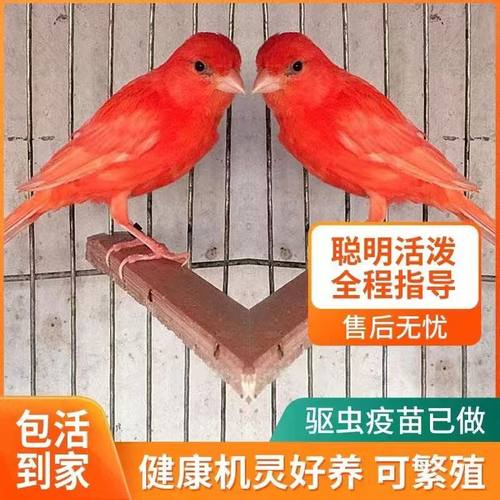 扬州玉鸟活体上海辣椒红青年种鸟大红袍金丝雀小鸟鸣唱鸣叫好听哦