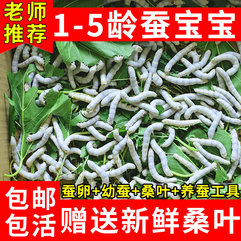 蚕宝宝学生养蚕套装活体春蚕彩丝蚕卵巨型蚕宝宝1龄234新鲜嫩桑叶