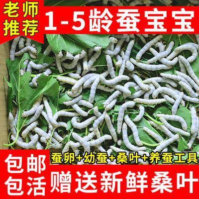蚕宝宝学生养蚕套装活体春蚕彩丝蚕卵巨型蚕宝宝1龄234新鲜嫩桑叶