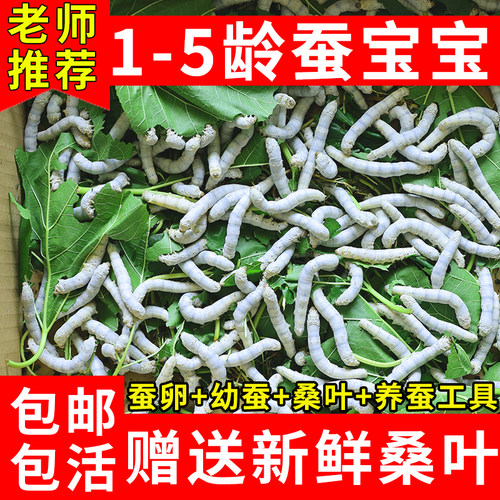 蚕宝宝学生养蚕套装活体春蚕彩丝蚕卵巨型蚕宝宝1龄234新鲜嫩桑叶