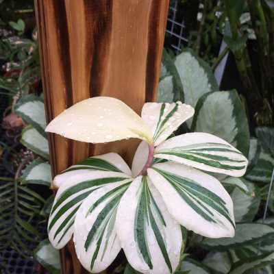 花叶闭鞘姜白锦可爱观叶热带雨林植物观赏舒服桌面植物去甲醛