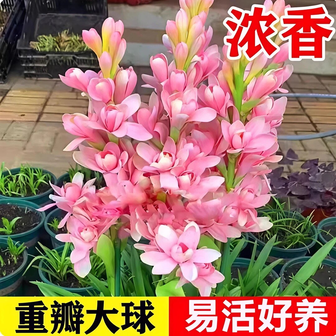 晚香玉种球夜来香花苗浓香型多年生植物室内外庭院四季易种id71