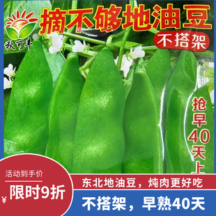【摘不完地油豆豆角种子】东北好种北方高产早熟40天不搭架豆角籽