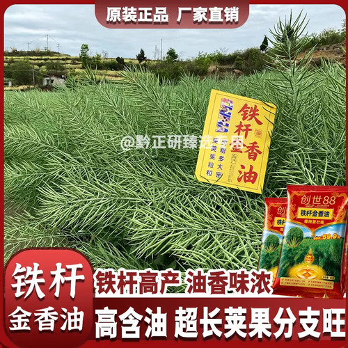 铁杆金香油创世88高产杂交油菜种子抗病抗到强含油高出油高可机收