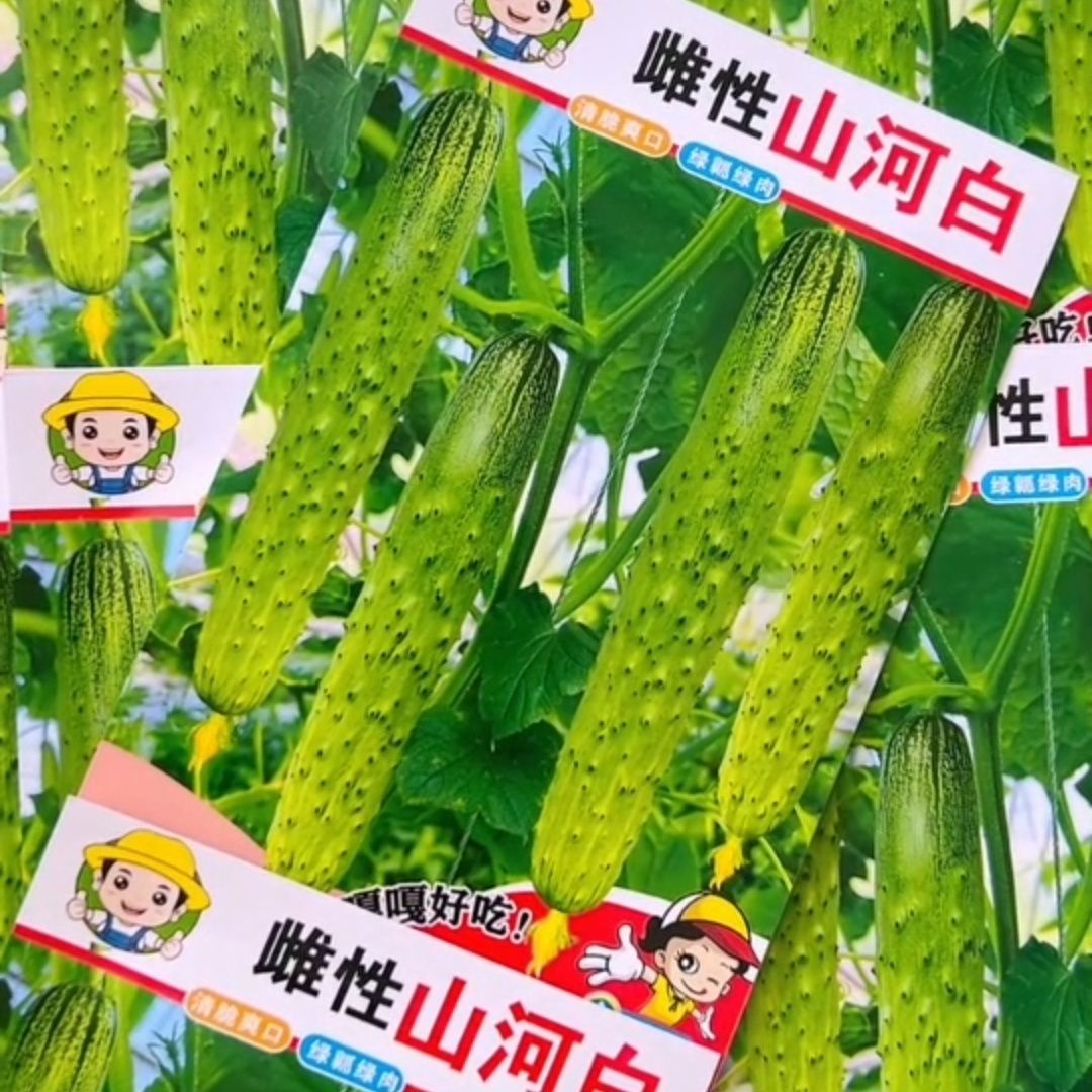 新版正宗五常山河白黑刺绿瓤绿肉黄瓜种子懒人庭院春秋种植水果