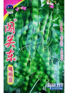 闯关东嘎啦豆种子荚多荚密无筋无柴鼓豆质嫩肉厚连续结荚能力强