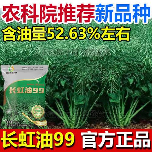 热销油菜种子高产矮杆长虹油99