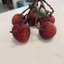可维修广东茂名电白 荔枝 白糖罂 推荐指数 5颗星，纯甜味议价