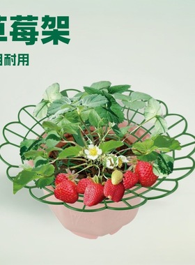 草莓立体栽培架种植托架方形盆栽培草莓托盘架支架防烂水培草莓架