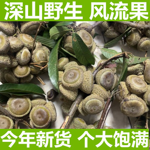 2025年新鲜风流果野生龟头果益肾子马古凸补肾中药材炖汤泡酒整箱