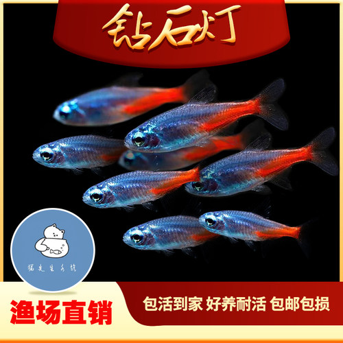 钻石灯鱼宝莲灯鱼红绿灯草缸群游鱼热带观赏鱼好养小型淡水灯科鱼