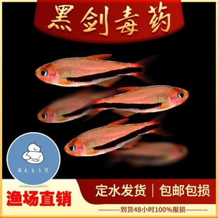 黑剑毒药超级灯鱼小型南美稀有高端鱼草缸群游灯科鱼电光毒药