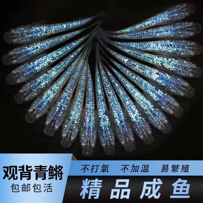 观背青鳉鱼观赏鱼魔法鱼冷水鱼青小型锦鲤淡水鱼不打氧好养