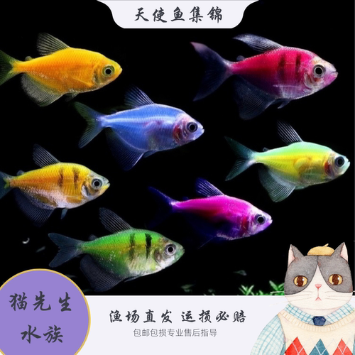 天使鱼观赏鱼大号群游懒人小型淡水好养耐活红天使老虎热带鱼鱼苗