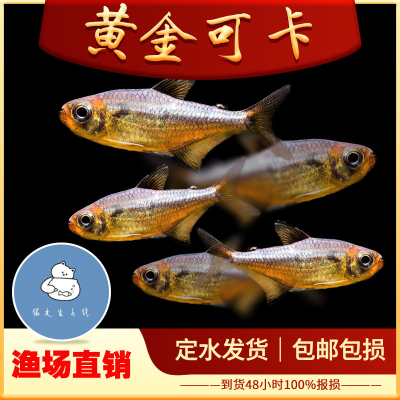 黄金可卡灯鱼南美进口F1黄金白金可卡霓虹帝王灯珍惜观赏鱼活体鱼
