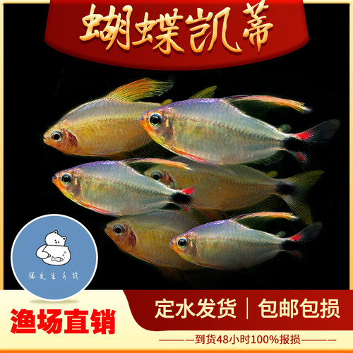 蝴蝶凯蒂鱼高端灯科鱼南美恶魔凯蒂鱼热带观赏鱼好养耐活新手草缸