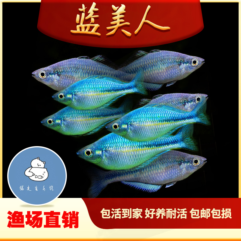 蓝美人鱼石美人鸽子苹果美人电光美人鱼高端稀有热带观赏活体鱼