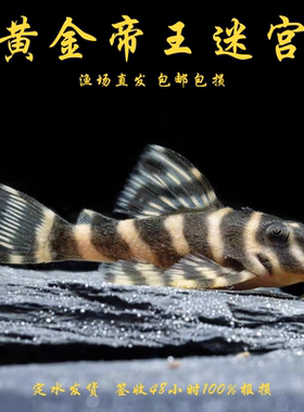 黄金帝王迷宫L333异型鱼南美熊猫斑马白金国王异形垃圾工具鱼活体