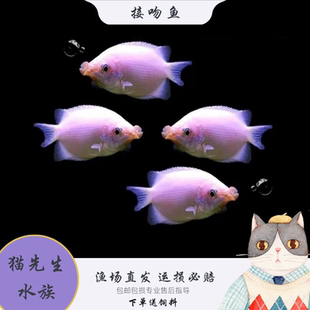 白接吻鱼彩接吻亲嘴鱼热带鱼观赏鱼活体鱼宠物鱼kiss鱼情人鱼吻鲈