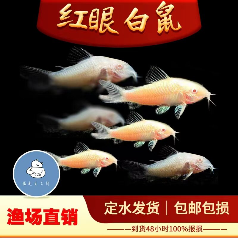 白鼠鱼白老鼠鱼热带观赏工具鱼高鳍老鼠吃残渣粪便清洁除藻活体鱼 - 实物图