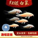 白鼠鱼白老鼠鱼热带观赏工具鱼高鳍老鼠吃残渣粪便清洁除藻活体鱼