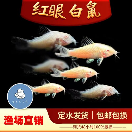 白鼠鱼白老鼠鱼热带观赏工具鱼高鳍老鼠吃残渣粪便清洁除藻活体鱼