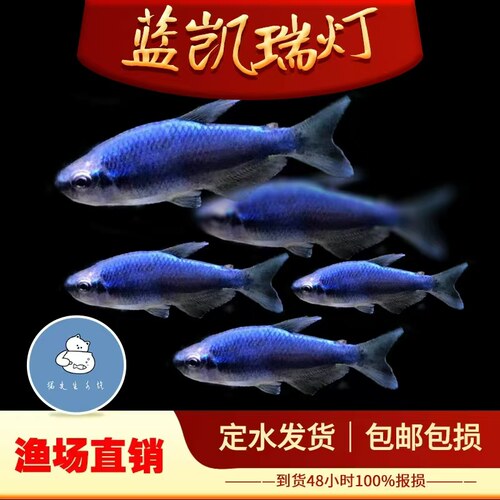 蓝凯瑞灯鱼超级蓝国王灯鱼热带鱼观赏鱼小型淡水群游灯科鱼鱼好养